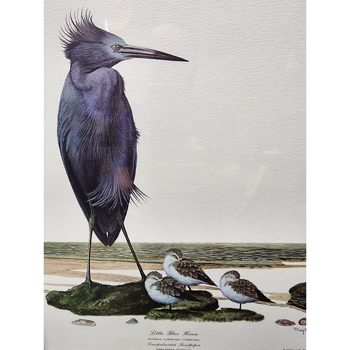 Ray Harm Little Blue Heron Lithograph 1967 Signed In Print Framed VTG Art
