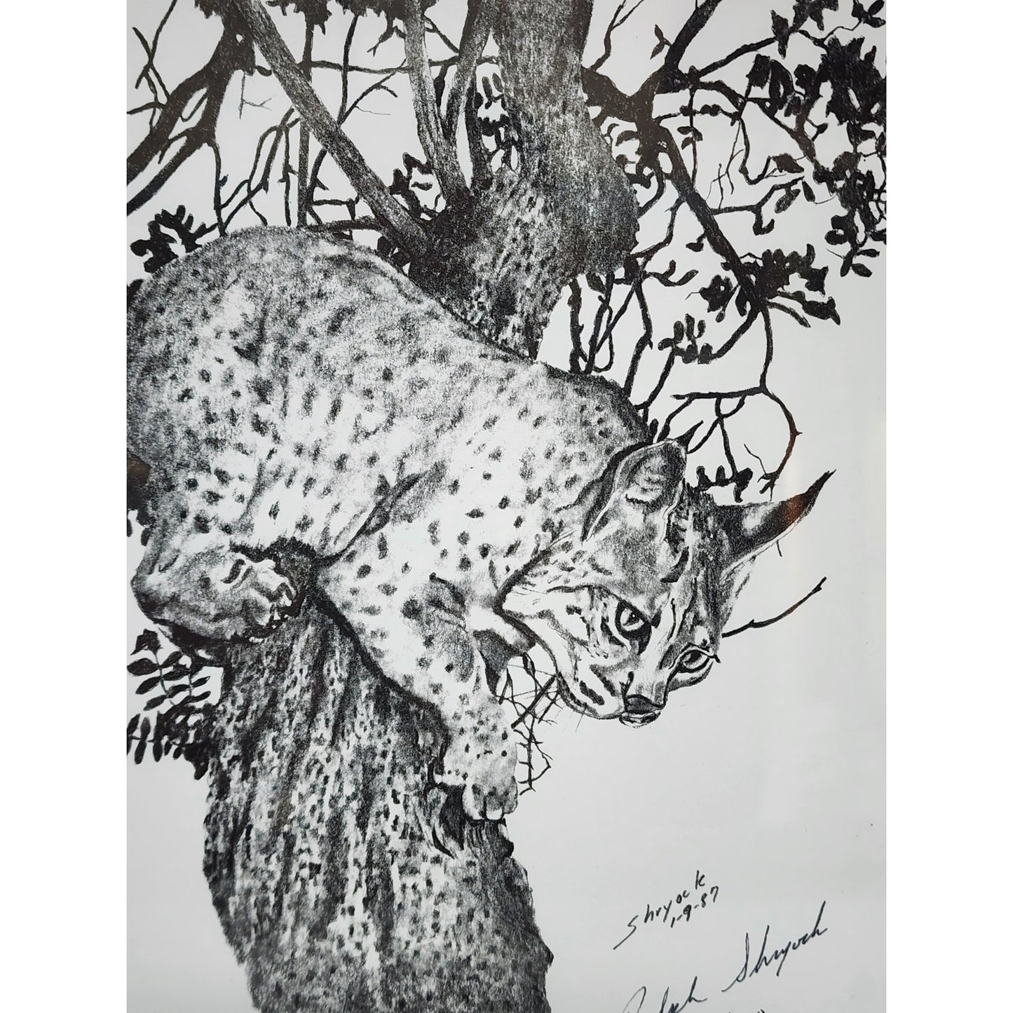 1987 Ralph Shyrock Wildlife Print 28/500 Signed Framed Bobcat Drawing 8x10