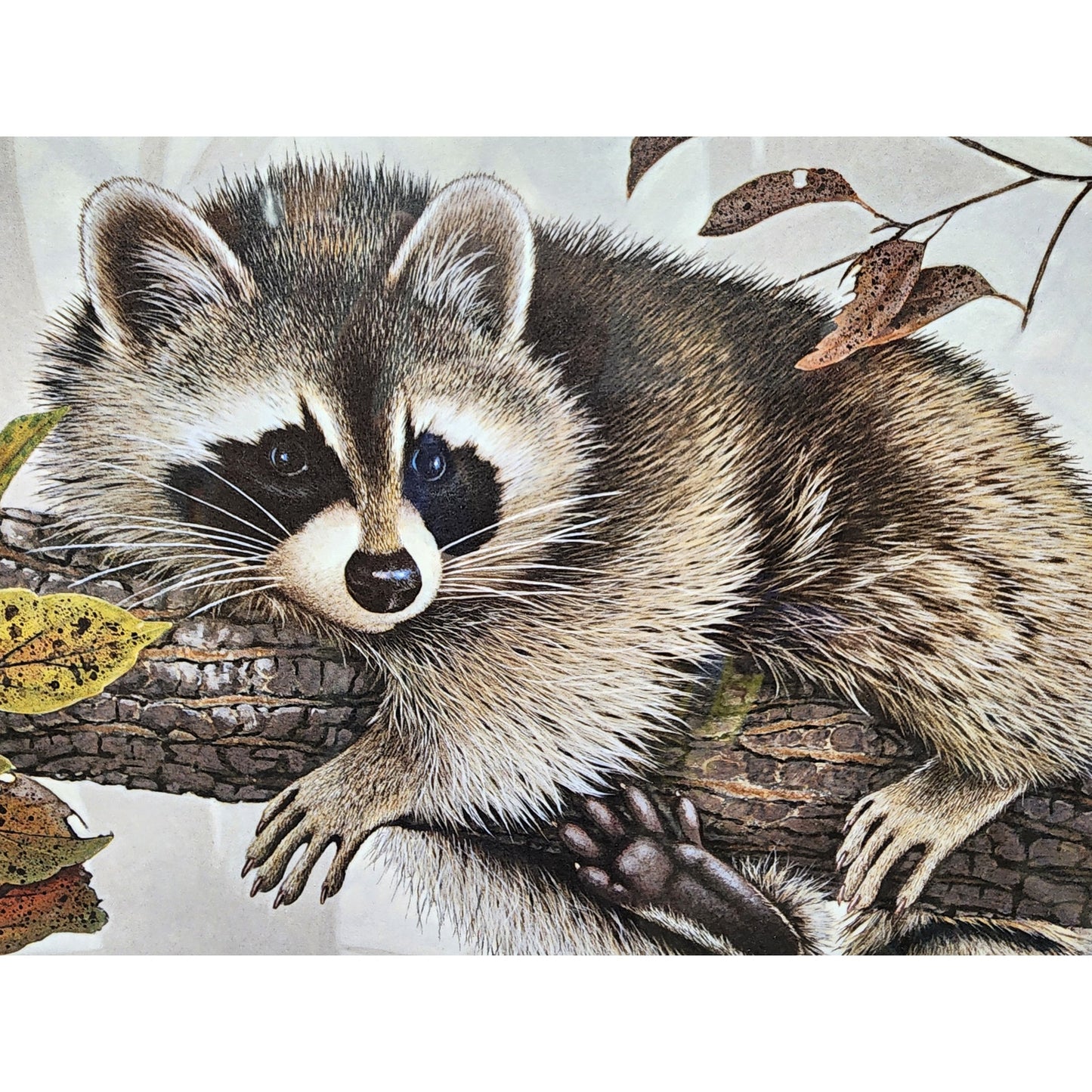Jim Oliver Raccoon 1984 Signed Embossed Lithograph Framed Wildlife Art Print