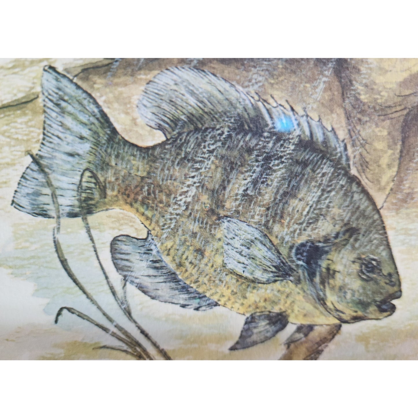 1972 Howard Fain “Bluegills” Signed 258/1000 Framed Lithograph w/ Double Mat