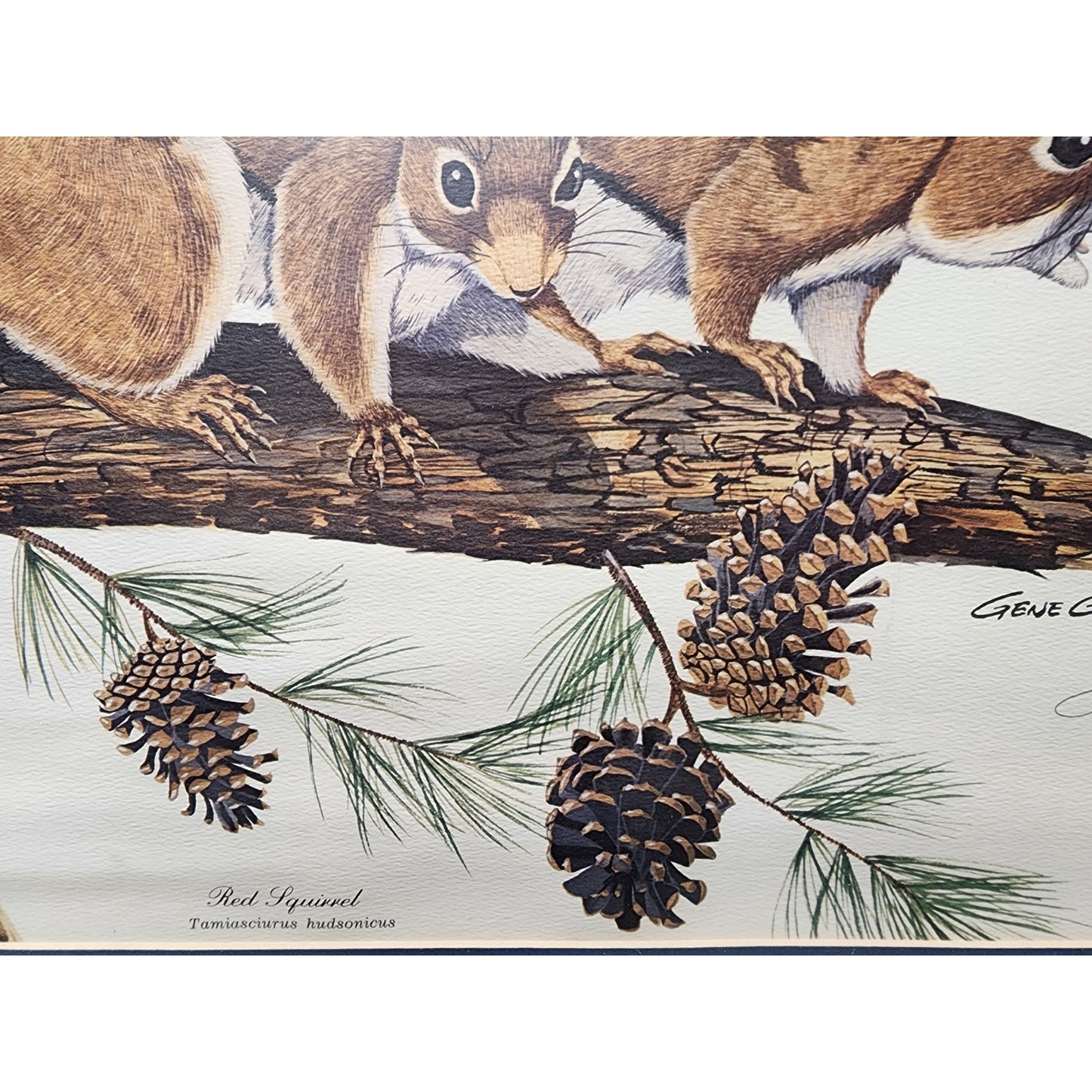 Gene Gray Red Squirrel Lithograph 1977 Series 3, Signed Framed Wildlife Art